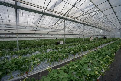 實(shí)測(cè)！全國(guó)最好吃的草莓，就藏在余杭！探尋余杭草莓的甜蜜密碼